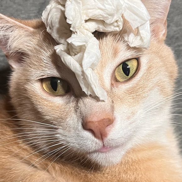 Meet your Posher, Lukas - Picture 1 of 1